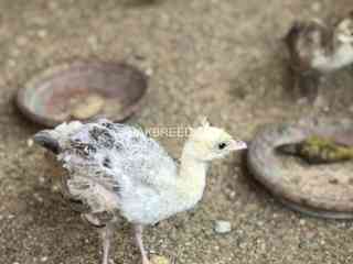 peacock-chicks