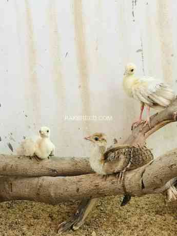 peacock-chicks-big-3