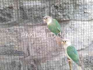 blue-cinnamon-conure