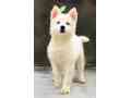 top-quality-white-husky-small-0