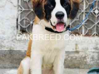 saint-bernard-female