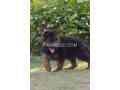 beautiful-gsd-puppies-small-0