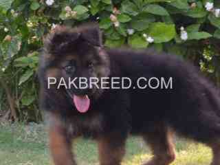 beautiful-gsd-puppies