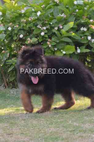 beautiful-gsd-puppies-big-0