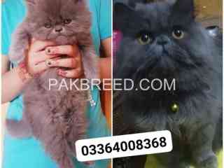 peki-blood-line-pair-for-sale