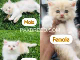 kittans-available-looking-for-new-home-tripal-cod-kittans