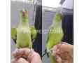 parrot-for-sale-in-rawalpindi-small-0