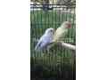 parrot-for-sale-small-0