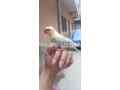 parrot-for-sale-small-1