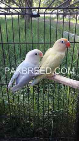 parrot-for-sale-big-0