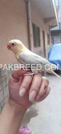 parrot-for-sale-big-1