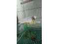 parrot-for-sale-small-0