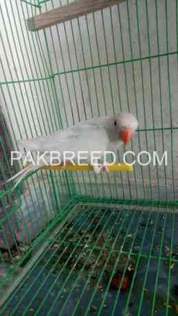 parrot-for-sale-big-0