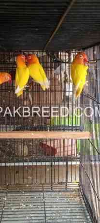 parrot-for-sale-big-0