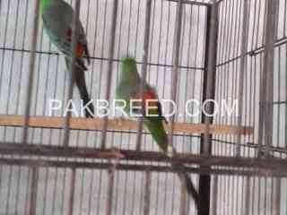 parrot-for-sale