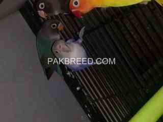 beautiful-parrots-for-sale