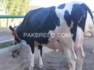 cows-for-sale-in-fasalabad