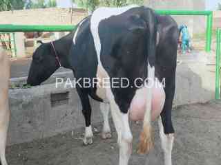 cows-for-sale-in-fasalabad