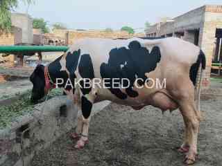 cows-for-sale-in-fasalabad