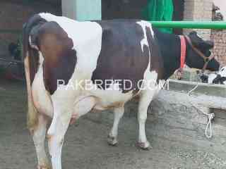 cows-for-sale-in-fasalabad