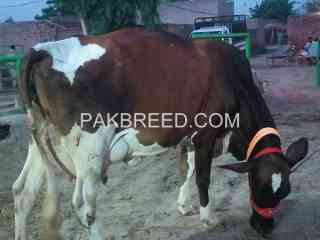 cows-for-sale-in-fasalabad