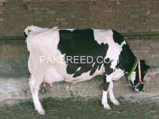 cows-for-sale-in-fasalabad