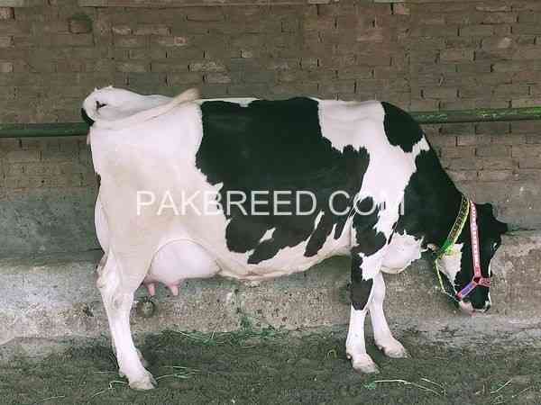 cows-for-sale-in-fasalabad-big-0