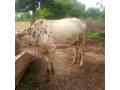 cow-for-sale-small-1