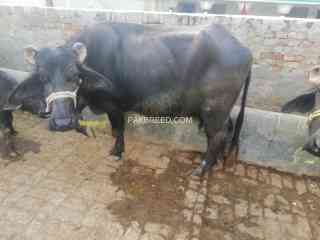 buffalow-is-for-sale-in-chakwal