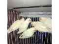 parrot-for-sale-in-lahore-small-1