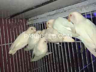 parrot-for-sale-in-lahore