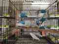 parrot-for-sale-in-lahour-small-0