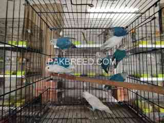 parrot-for-sale-in-lahour