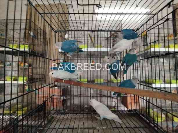 parrot-for-sale-in-lahour-big-0