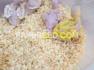 parrot-for-sale-in-lahour