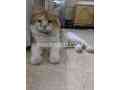 cat-for-sale-in-karachi-small-0