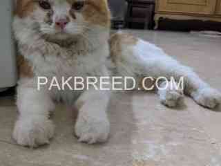 cat-for-sale-in-karachi