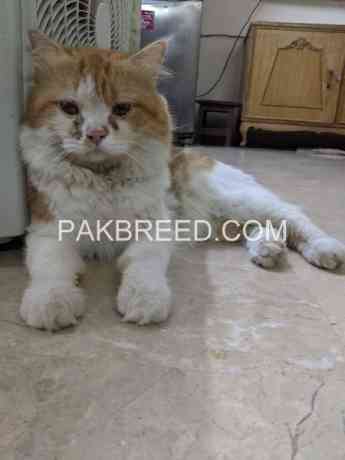 cat-for-sale-in-karachi-big-0