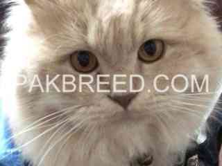 cat-for-sale-lahour