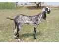 goat-for-sale-in-multan-small-0