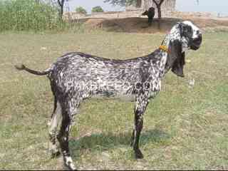 goat-for-sale-in-multan