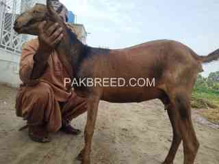 goat-for-sale-in-multan