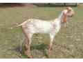 goat-for-sale-in-multan-small-0