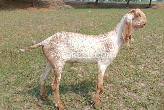 goat-for-sale-in-multan-big-0