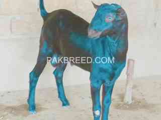 goat-for-sale-in-multan