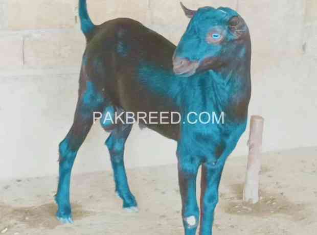 goat-for-sale-in-multan-big-0