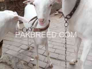 goat-for-sale-in-multan