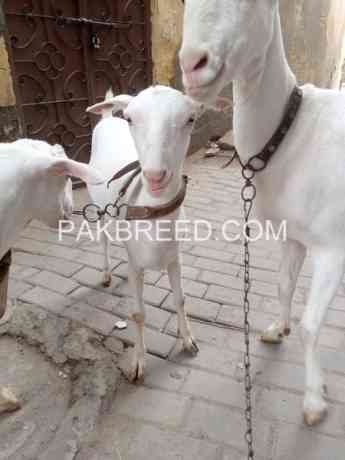 goat-for-sale-in-multan-big-0