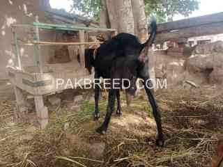 goat-for-sale-in-multan