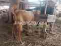 goat-for-sale-in-multan-small-0